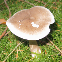 Ampulloclitocybe clavipes (Clitocybe à pied en massue)