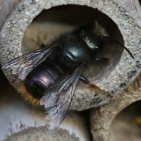 osmia_cornuta10md