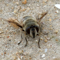 eristalis_tenax7bd (Eristalis tenax)