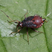 deraeocoris_ruber10md (Deraeocoris ruber)