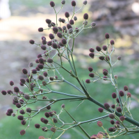 eryngium_eburneum6md