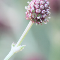 eryngium_eburneum7md