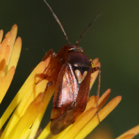 lygus_pratensis6md