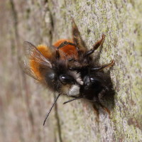 osmia_cornuta11bd