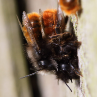 osmia_cornuta12md