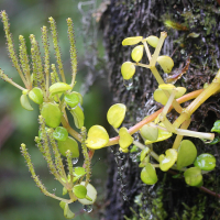 peperomia_rotundifolia2md