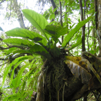 anthurium_hookeri2md (Anthurium hookeri)