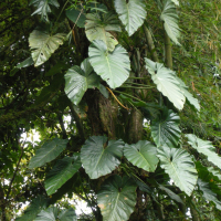 philodendron_giganteum8md