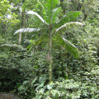Prestoea acuminata var. montana (Palmiste des montagnes, Palmiste à chapelet)