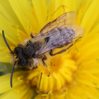 andrena_flavipes4md (Andrena flavipes)