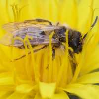 andrena_flavipes5md (Andrena flavipes)