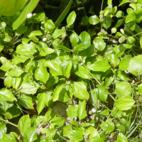 chromolaena_odorata5md (Chromolaena odorata)