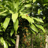 dracaena_fragrans6md