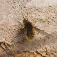 bombylius_venosus2md (Bombylius venosus)