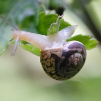 Monacha cartusiana (Petit moine)