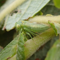 Populicerus confusus (Cicadelle)