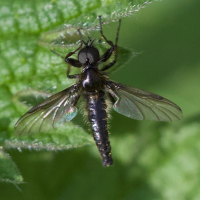 bibio_lanigerus2md (Bibio lanigerus)