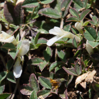 trifolium_uniflorum2bd (Trifolium uniflorum)