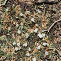trifolium_uniflorum4md (Trifolium uniflorum)