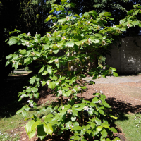 magnolia_sieboldii1md