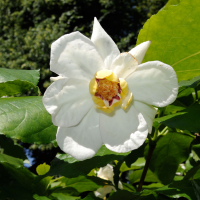 Magnolia sieboldii (Magnolia de Siebold)