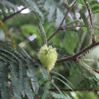 paraserianthes_lophantha2md