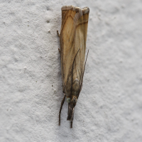 Chrysoteuchia culmella (Crambe)