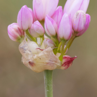 allium_roseum5md (Allium roseum)