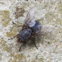 calliphora_vicina5md (Calliphora vicina)