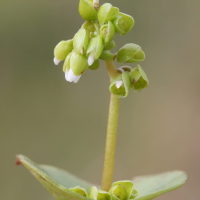 claytonia_perfoliata5md