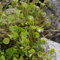 claytonia_perfoliata6md (Claytonia perfoliata)