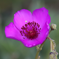 calandrinia_spectabilis2md (Cistanthe grandiflora)