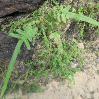 pteris_vittata5md