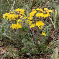 Crepis vesicaria ssp. taraxacifolia (Crépide à feuilles de pissenlit)