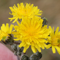 crepis_vesicaria_taraxacifolia2md (Crepis vesicaria ssp. taraxacifolia)