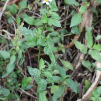 bidens_pilosa7md