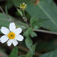 bidens_pilosa8md