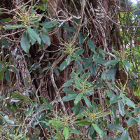 Schwartzia costaricensis (Schwartzia)