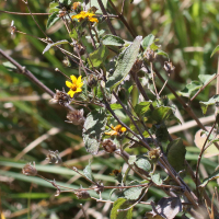 trixis_inula1md (Trixis inula)