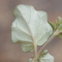 boerhavia_diffusa10md (Boerhavia diffusa)