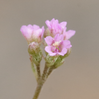 boerhavia_diffusa8md (Boerhavia diffusa)