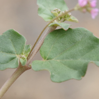 boerhavia_diffusa9md (Boerhavia diffusa)