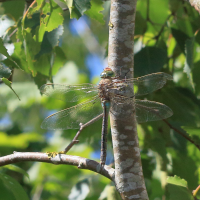 anax_parthenope5bdjpg (Anax parthenope)