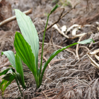 calanthe_sylvatica4md