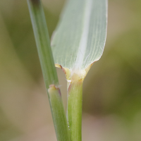 cenchrus_polystachion3md (Cenchrus polystachion)