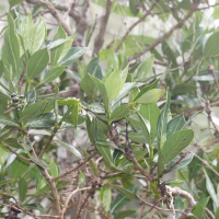Chassalia gaertneroides (Bois de marle)