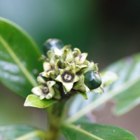 chassalia_gaertneroides2md (Chassalia gaertneroides)