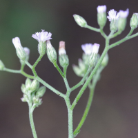 cyanthillium_cinereum4md (Cyanthillium cinereum)