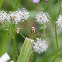 cyanthillium_cinereum5md (Cyanthillium cinereum)