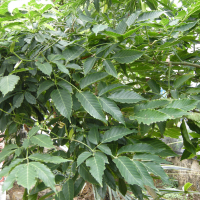 Leea guineensis (Léea de Guinée)